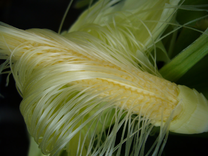 むくみとりにトウモロコシのひげ 訪問専門 整体院 鍼灸 マッサージ治療院